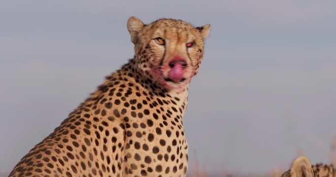 Close up shot of a monocular cheetah's (Acinonyx jubatus) face looking around as the brother feeds in a kenyan plain at morning