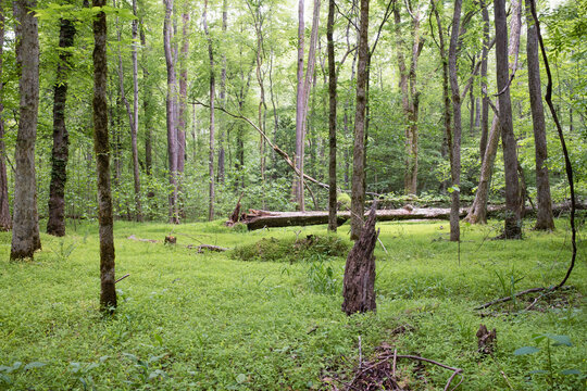 Pocahontas State Park
