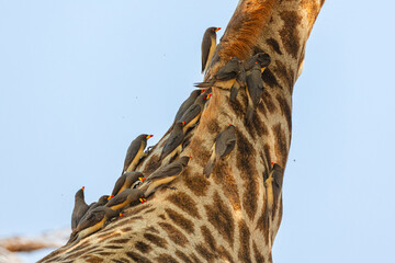 Red-billed oxpeckers (Buphagus erythrorynchus) on the neck of a Giraffe (Giraffa camelopardalis)