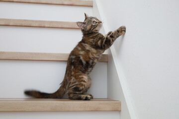壁が気になる子猫