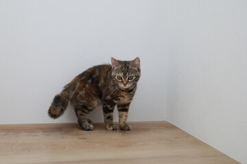 何かを見つけた子猫