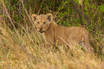 Obraz premium Young Lion cub (Panthera leo) in the grass, Moremi Game Reserve, Botswana