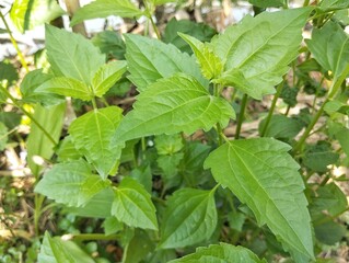 Siam weed (Chromolaena odorata) in outdoor garden	