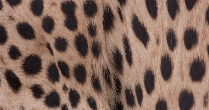 Extreme close up shot of a cheetah's (Acinonyx jubatus) spotted skin in the grasslands of kenya during morning 