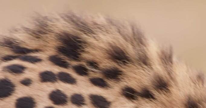 Extreme close up shot of a monocular cheetah's (Acinonyx jubatus) face moving in the grasslands of kenya at daybreak