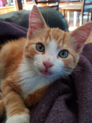 A ginger and white kitten lying on a blanket, looking into the camera with bright eyes.