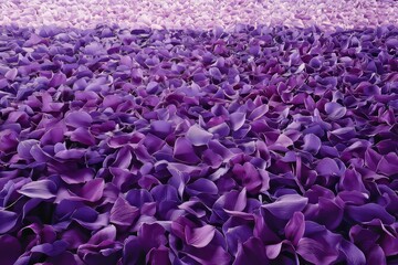 Fototapeta premium A field of vibrant purple flower petals.