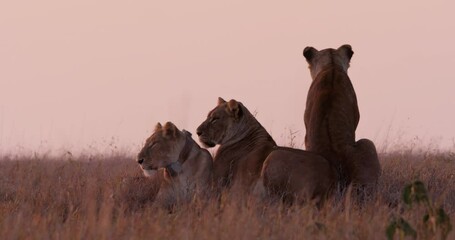 Wide shot of three lions (Panthera leo) laying between grass while surveying the area at sunrise in Kenya.