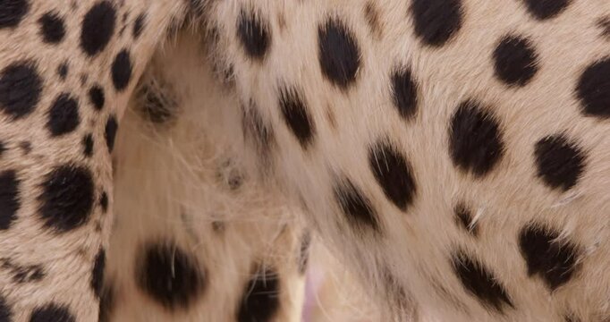 Extreme close up tilt shot of a cheetah's (Acinonyx jubatus) body while it feeds in the savanna during sunrise at kenya