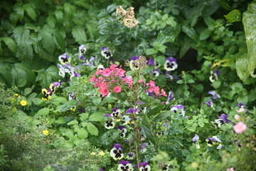 pink spring flowers in the street