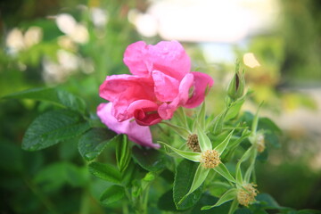 pink spring flowers in the garden