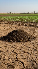 A Pile of Fertile Soil on Dry Cracked Earth in a Field of Young Crops Under a Clear Blue Sky