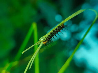 A Fritillary caterpillar (Agraulis vanillae) perched on a grass stem