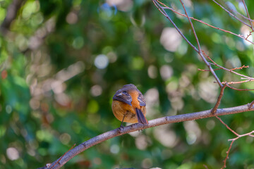 枝にとまるジョウビタキの後ろ姿