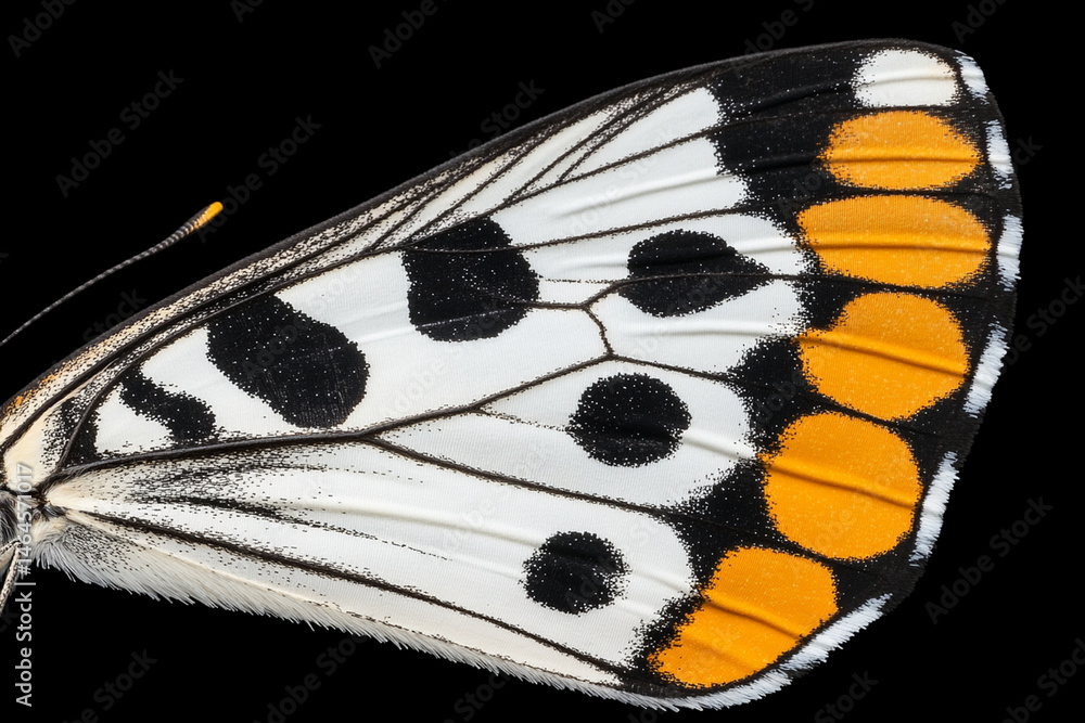 Poster macro view of a butterfly wing showcasing intricate patterns and vibrant colors in nature’s design