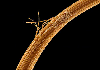 Microscopic View of Damaged Human Hair Strand: A Detailed SEM Image Revealing the Structure and Breakage of a Single Hair Fiber Under High Magnification