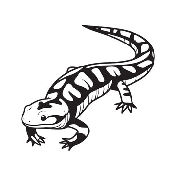 black and white salamander drawing clip art preview