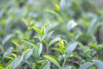 Fototapeta premium Green tea buds and leaves at early morning on plantation, tea plantation background, tea plantation in morning light, Green tea buds and leaves at early morning on plantation