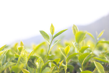 Green tea buds and leaves at early morning on plantation, tea plantation background, tea plantation in morning light, Green tea buds and leaves at early morning on plantation