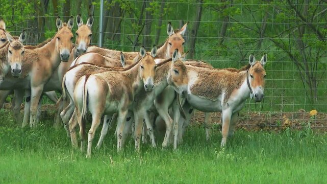 A group of Onagers (Equus hemionus) at different stages of spring molt.