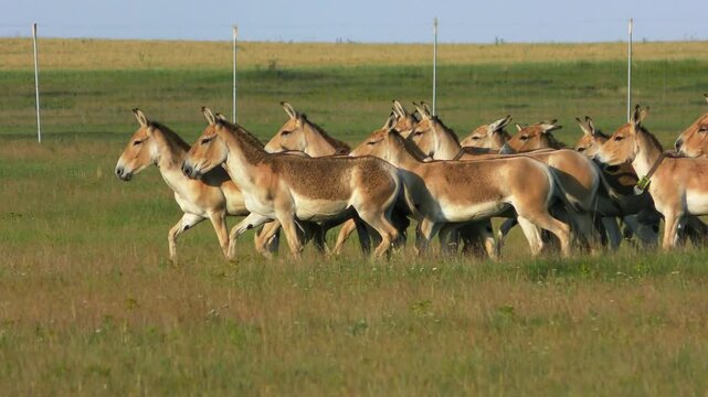 The camera follows a herd of Onagers (Equus hemionus) running across the green steppe, enclosure, medium shot.
