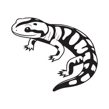 black and white salamander on white background clip art preview