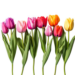 Naklejka premium Row of colorful tulips