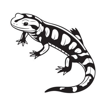 black and white salamander drawing clip art preview