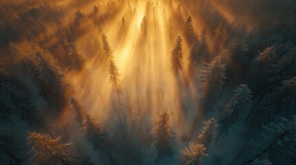 Foggy forest in winter with sunbeams above.