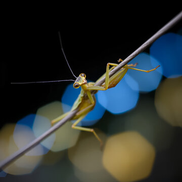 a close - up of a praying mantissa on a string with a blurry background of blue and yellow lights.