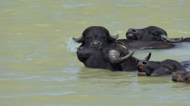 The camera slowly pans along a herd of Water Buffalo (Bubalus bubalis) , who periodically dive into the water to escape blood-sucking flies.