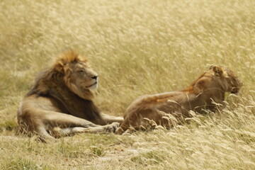 Coppia di leoni,leone a riposo e leonessa pronta alla caccia.
Tanzania,Africa.