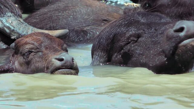 Portrait of a cute Water Buffalo (Bubalus bubalis)  calf chewing cud while taking water treatments.