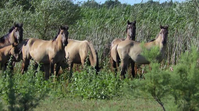 A group of Wild Polish Horses acclimatized in the Danube Delta against a background of reed beds.