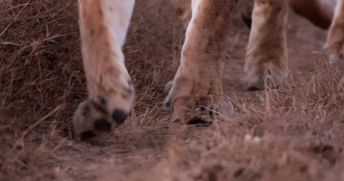 Close up pan shot of two lions' (Panthera leo) paws walking along grasslands at sunrise in Kenya.