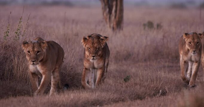 Wide shot of a pride of lions (Panthera leo) walking in unison through the savannah under beautiful morning light in Kenya.