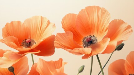 Beautiful close-up of vibrant orange poppies with delicate petals and dark centers against a soft beige background, showcasing natural floral beauty and elegance