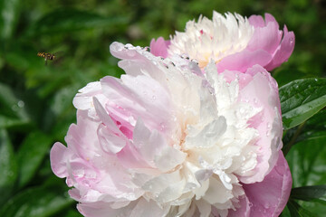 雨粒のついた芍薬