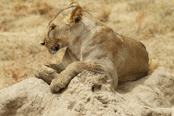 Primo piano Leonessa a riposo su una roccia.
Tanzania,Africa.