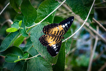 Close-up of a Clipper butterfly (Parthenos sylvia) resting on vibrant green leaves. The wings display a striking pattern of orange, black, and white, perfectly contrasting with the foliage background.