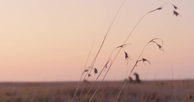 Wide shot of grass blown gently by wind across the savannah under beautiful morning light in Kenya.