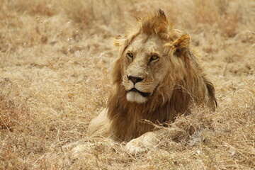 Primo piano leone solitario a riposo nell'erba.
Tanzania,Africa.