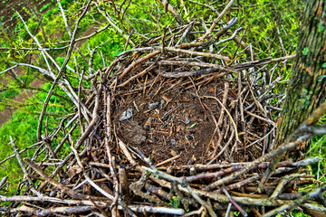 Rook's nest, which was occupied by red-footed falcon (Falco vespertinus). Males bring pentoden...