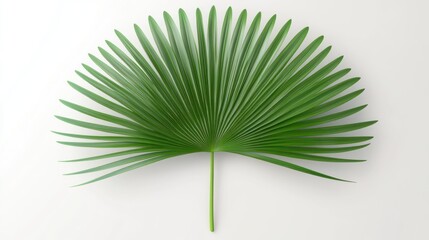 Obraz premium Stunning Green Palm Leaf on White Background: Tropical Minimalist Photography