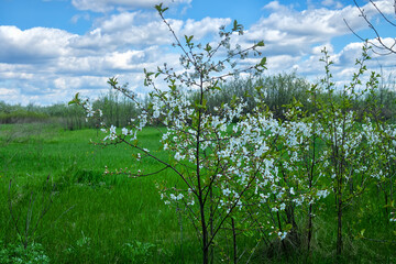 Steppe wild frutescent cherry (Prunus chamaecerasus, Cerasus fruticosa). Plot of forest-steppe, blooming wild fruit trees. Type of biocenosis close to natural, primal steppe. Rostov region, Russia