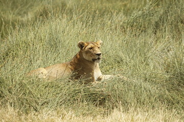 Leonessa a riposo tra i fili d'erba.
Tanzania,Africa.