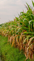 photo of corn plants on a plantation