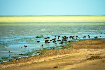 ruff (Philomachus pugnax) migrate in the spring and make migration stops-overs at Lake Sivash....