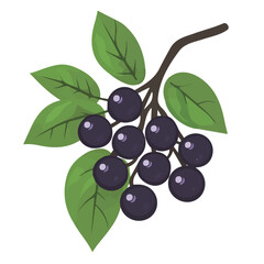 2D flat vector illustration of Aronia, isolated on a white background.