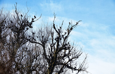 A flock of migratory starlings rests and sings in the crown of old English elm. During the spring migration, males sing on their way home